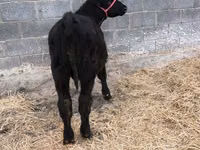 Bull, Aberdeen-Angus — photo 2