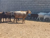 Хуц, Ordabasy sheep — 6 зураг