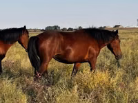 Kısrak, Kazakh horse — foto 1