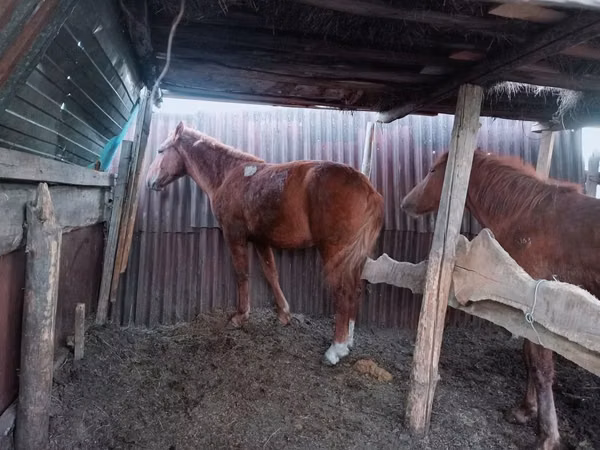 اسب نر, Kazakh horse