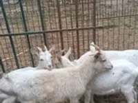 ছাগী, Saanen goat — ছবি 2