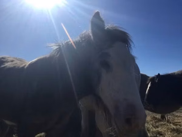 Horse (M), Gypsy horse