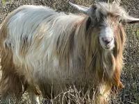 Бузғола, Toggenburg goat — акс 3