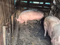 Sow, Pigs — photo 3