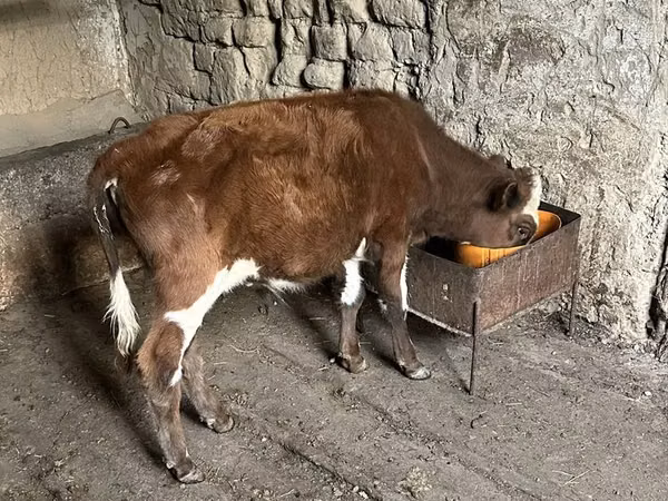 公牛, Cattle — 哈萨克斯坦