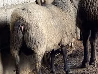 Ram, Sheep — photo 2