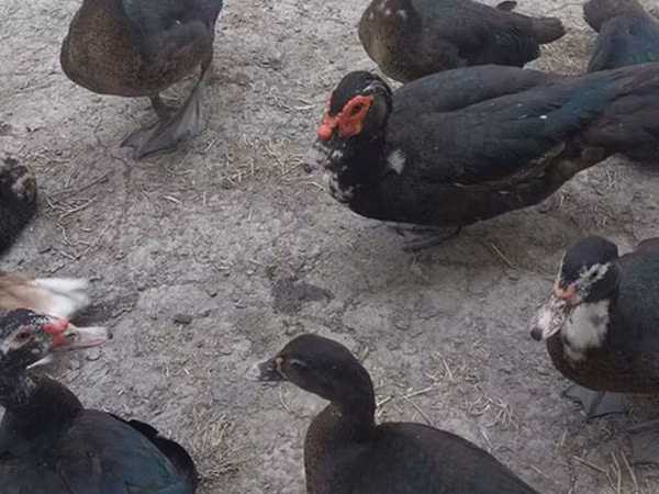 Domestic Muscovy — Azerbaijan