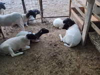 Ram, Dorper sheep — photo 3