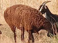 Πρόβατο, Hissar sheep — φωτογραφία 1
