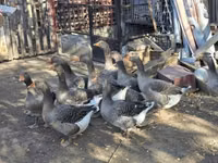 Geese — zdjęcie 5