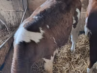 Ng'ombe dume, Simmental cattle — picha 1