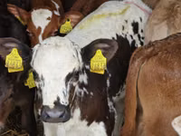 Cattle (batch, sex not specified), Charolais cattle — photo 4