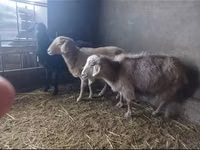Capra, Alpine goat — foto 3