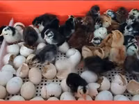 Chickens — foto 2
