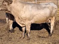 Bull, Auliekol breed — photo 2