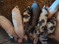 Sow, Pigs — photo 1
