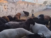 قوچ, گوسفند — عکس 5