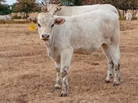 Bull, Charolais cattle — photo 4