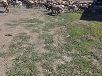 Ovan, Hissar sheep — fotografija 2