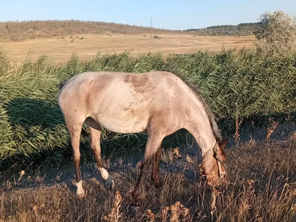 Mare, Horses — Moldova