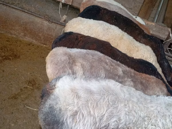 Ram, Sheep — Kyrgyzstan