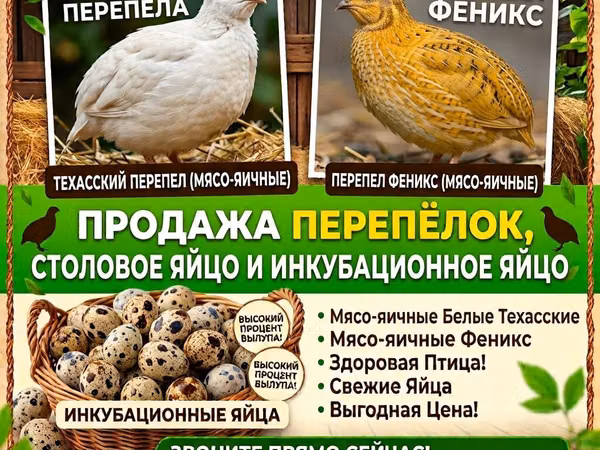 Quails — Kyrgyzstan
