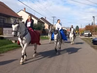 Ngựa cái, Lipizzaner — ảnh 5