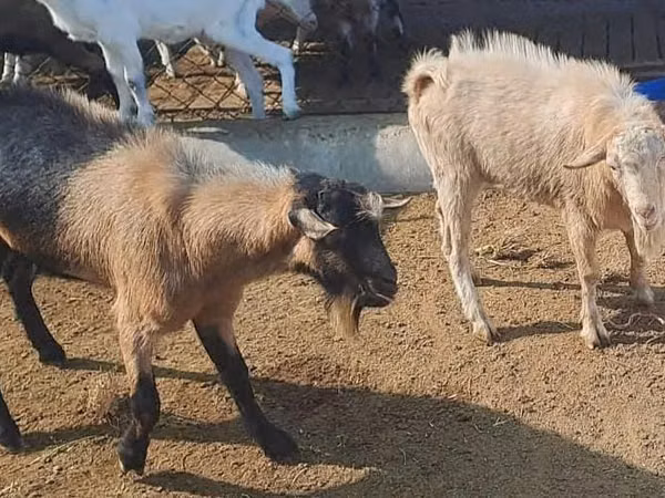 Bok, Saanen goat