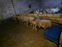 Ram, Sheep — photo 3