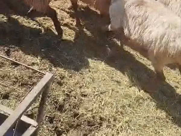 Ram, Sheep — Kazakhstan