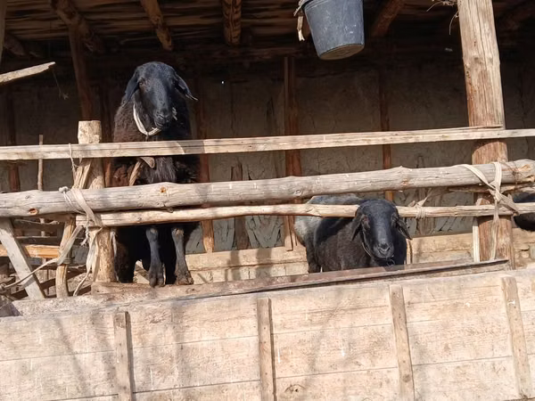 Ram, Sheep — Uzbekistan
