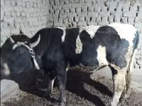 Bull, Cattle — photo 2
