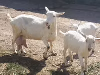 Goat, Goats — photo 2
