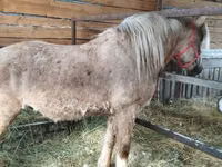 Horse (M), Horses — photo 6