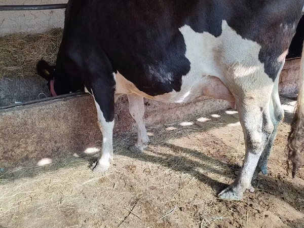 Cow, Holstein breed