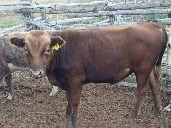 公牛, Cattle — 哈萨克斯坦