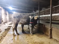 ხარი, Swiss cattle — ფოტო 4