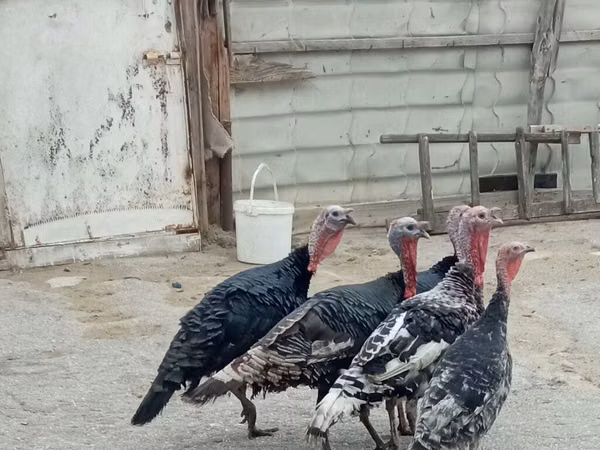 Turkeys — Azerbejdżan