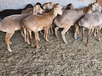 Sheep, Arashan sheep — photo 2