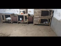 Клетки для кроликов — foto 3