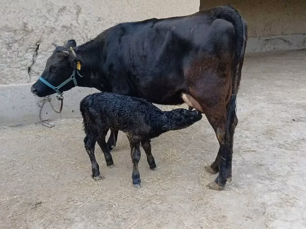 Cow, Cattle — Kyrgyzstan