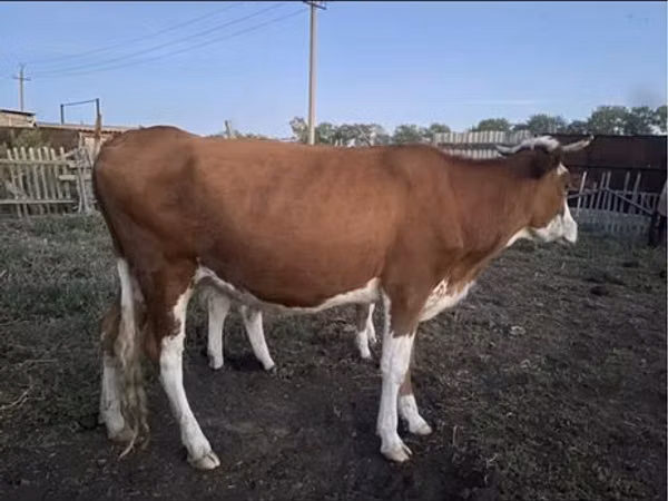 Cow, Simmental cattle — Kazakhstan