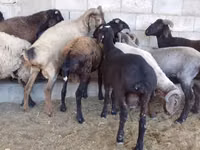 Kambing jantan, Sheep — foto 5