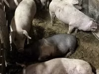 Pigs (batch, sex not specified), Pigs — photo 2