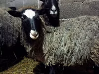 میش, Romanov sheep — عکس 4