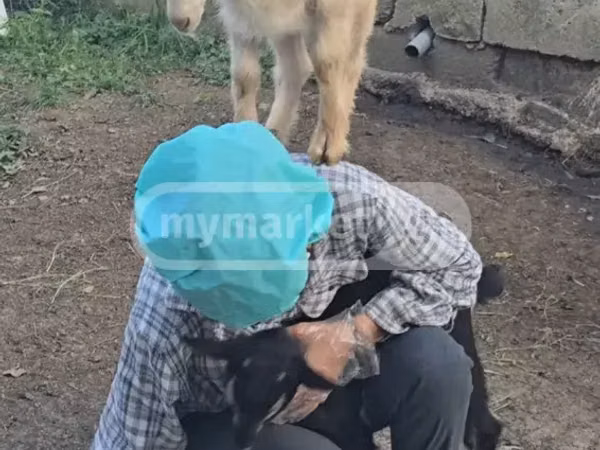 Goat, Megrelian goat — Georgia