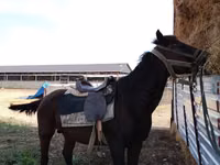 Kuda jantan, Horses — foto 4
