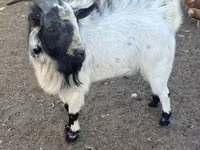 بز نر, Nigerian dwarf goats — عکس 1