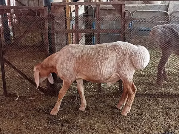 Ovan, Arashan sheep — Киргистан