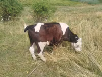 Cow, Cattle — photo 5